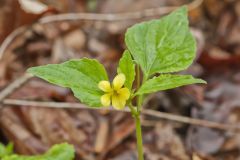 Northern Wedge-leaved Violet, Viola tripartita var. glaberrima