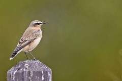 Northern Wheatear, Oenanthe oenanthe