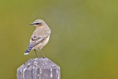 Northern Wheatear