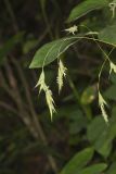Nottoway Valley Brome, Bromus nottowayanus