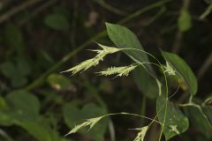 Nottoway Valley Brome