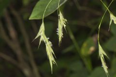 Nottoway Valley Brome, Bromus nottowayanus
