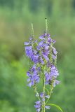 Obedient Plant, Physostegia virginiana