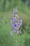Obedient Plant, Physostegia virginiana