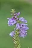 Obedient Plant, Physostegia virginiana
