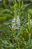 Obedient Plant, Physostegia virginiana