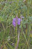 Obedient Plant, Physostegia virginiana