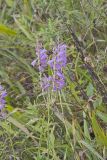 Obedient Plant, Physostegia virginiana