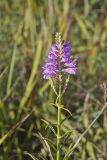 Obedient Plant, Physostegia virginiana