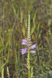 Obedient Plant, Physostegia virginiana