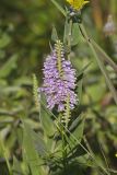 Obedient Plant, Physostegia virginiana