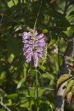 Obedient Plant, Physostegia virginiana