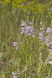 Obedient Plant, Physostegia virginiana