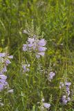 Obedient Plant, Physostegia virginiana