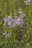 Obedient Plant, Physostegia virginiana