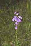Obedient Plant, Physostegia virginiana