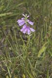 Obedient Plant, Physostegia virginiana