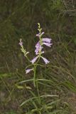 Obedient Plant, Physostegia virginiana