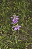 Obedient Plant, Physostegia virginiana