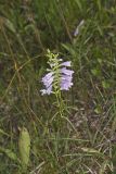 Obedient Plant, Physostegia virginiana