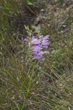 Obedient Plant, Physostegia virginiana