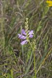 Obedient Plant, Physostegia virginiana