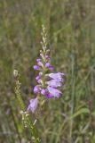 Obedient Plant, Physostegia virginiana