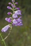 Obedient Plant, Physostegia virginiana