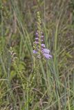 Obedient Plant, Physostegia virginiana