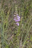 Obedient Plant, Physostegia virginiana