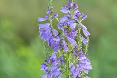 Obedient Plant, Physostegia virginiana