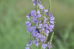 Obedient Plant, Physostegia virginiana