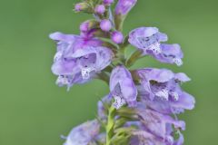 Obedient Plant, Physostegia virginiana