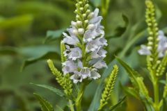 Obedient Plant, Physostegia virginiana