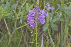 Obedient Plant, Physostegia virginiana