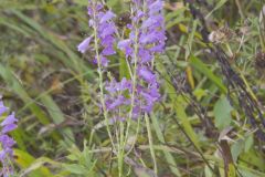 Obedient Plant, Physostegia virginiana