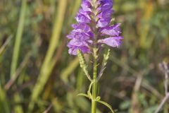 Obedient Plant, Physostegia virginiana