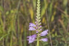Obedient Plant, Physostegia virginiana