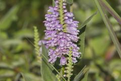 Obedient Plant, Physostegia virginiana