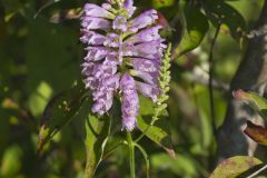 Obedient Plant, Physostegia virginiana