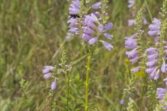 Obedient Plant, Physostegia virginiana