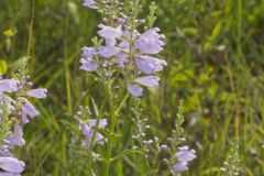 Obedient Plant, Physostegia virginiana