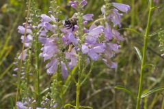 Obedient Plant, Physostegia virginiana