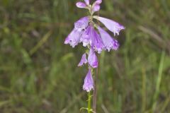 Obedient Plant, Physostegia virginiana