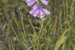 Obedient Plant, Physostegia virginiana