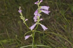 Obedient Plant, Physostegia virginiana