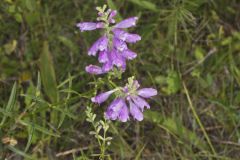 Obedient Plant, Physostegia virginiana