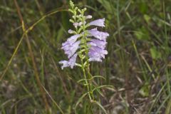 Obedient Plant, Physostegia virginiana