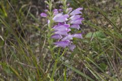 Obedient Plant, Physostegia virginiana