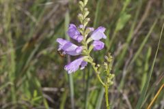 Obedient Plant, Physostegia virginiana